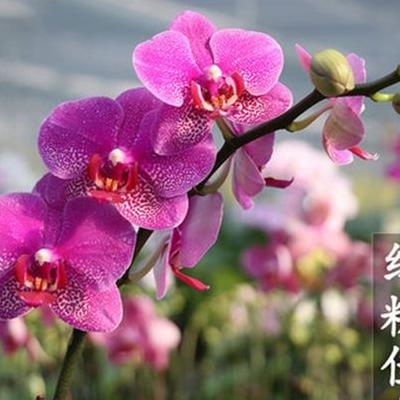 羊心的功效与作用？羊心怎么做好吃1、生炒红花羊心的做法材料：羊心400克、红花6克、盐2克。那么，羊心的功效与作用？一起来了解下吧。