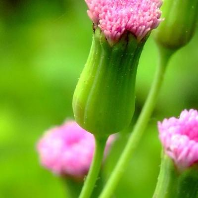 多肉开花好不好？因为花剑搞不好会把整棵都毁掉，如果是侧芽则没关系。那么，多肉开花好不好？一起来了解下吧。