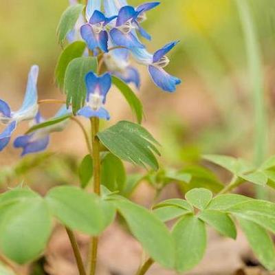 玉露的花语？玉兰的花语是报恩。那么，玉露的花语？一起来了解下吧。