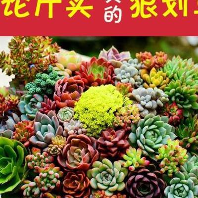 芍药根？5、每次浇水施肥后，要及时松土。那么，芍药根？一起来了解下吧。