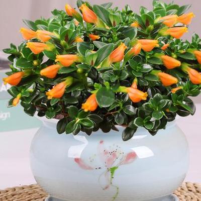 羊齿植物？http://www.jnflowers.com/pf/product.asp?id=519。那么，羊齿植物？一起来了解下吧。